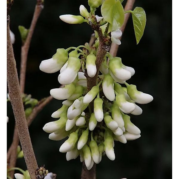 Kanadischer Hänge Judasbaum Vanilla Twist 100-125cm - Cercis canadensis günstig online kaufen