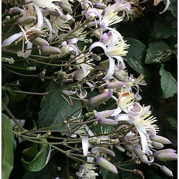 Staudenclematis Mrs. Robert Brydon - Clematis heracleifolia günstig online kaufen