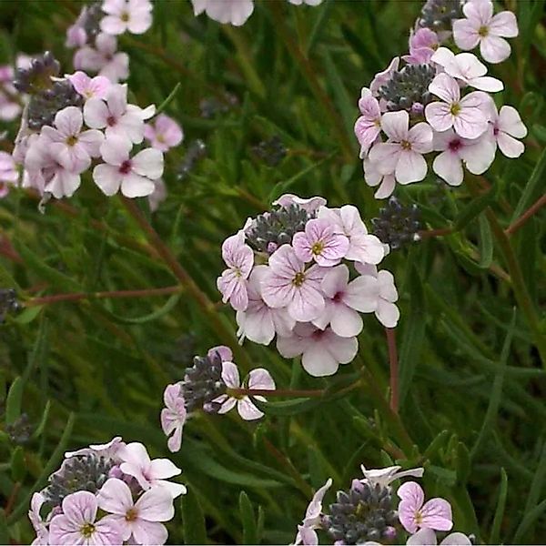 Großblumige Steintäschel - Aethionema grandiflorum günstig online kaufen