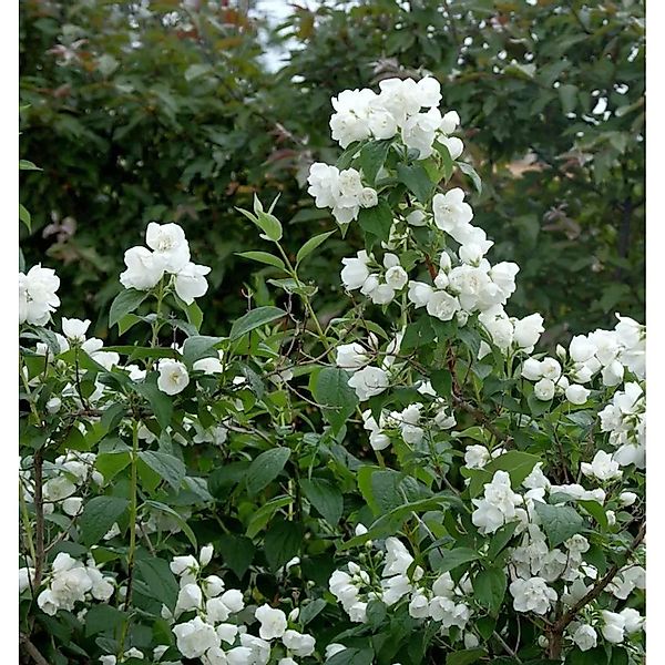 Gartenjasmin Natchez 40-60cm - Philadelphus günstig online kaufen