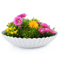 matches21 HOME & HOBBY Blumentopf Runde günstig online kaufen