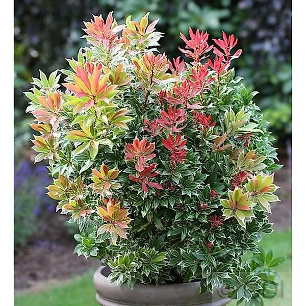 Schattenglöckchen Lavendelheide Carneval 15-20cm - Pieris japonica günstig online kaufen