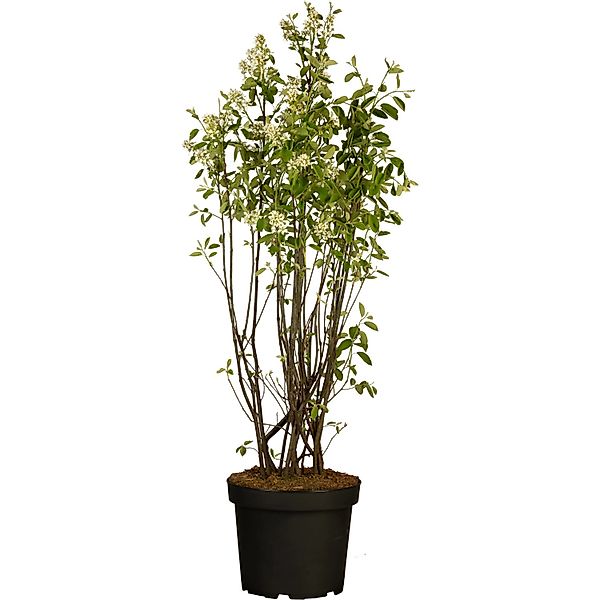 Kupfer-Felsenbirne Höhe ca. 40 - 60 cm Topf ca. 4,6 l Amelanchier lamarckii günstig online kaufen