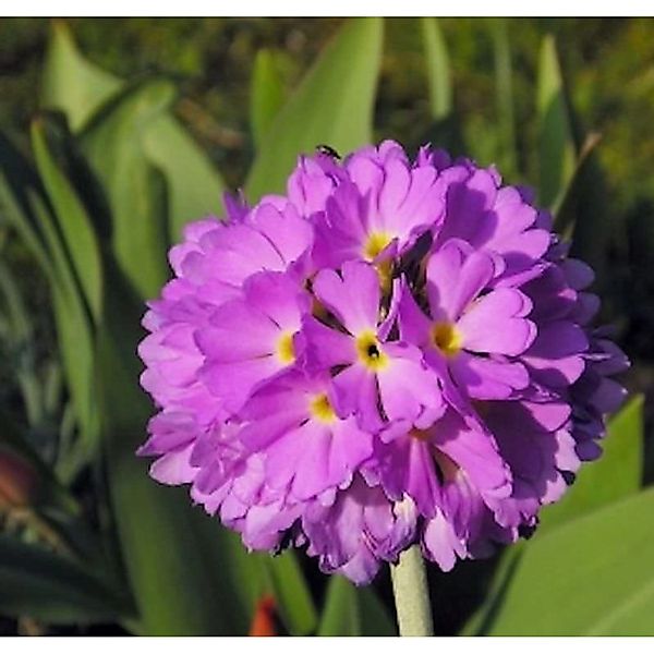 Kugelprimel Corolla Deep Rose - Primula denticulata günstig online kaufen