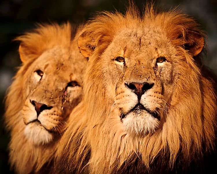 Papermoon Fototapete »Male Lions« glatt günstig online kaufen