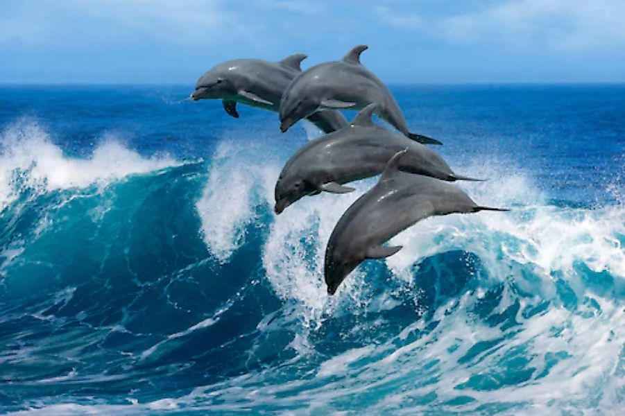 Papermoon Fototapete »Playful Dolphins« günstig online kaufen