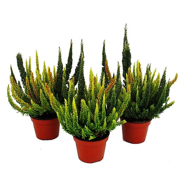 Exotenherz Mehrfarbige Calluna Vulgaris Set mit 3 Pflanzen Besenheide Heide günstig online kaufen