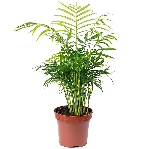 Flowerbox Zimmerpflanze Bergpalme - Chamaedorea elegans, pflegeleicht - Höh günstig online kaufen