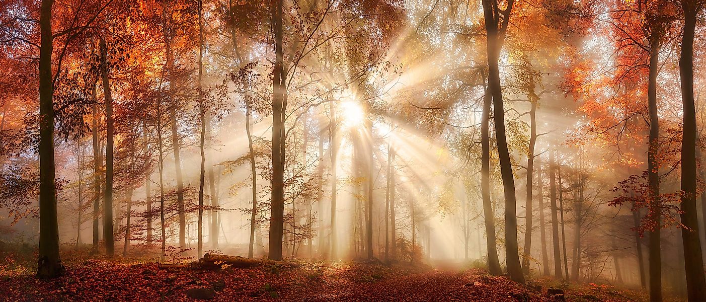Bönninghoff Leinwandbild Herbst, Wald (1 St), günstig online kaufen