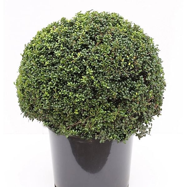 Kugelschnitt Löffel Ilex Stechpalme 25-30cm - ilex crenata günstig online kaufen