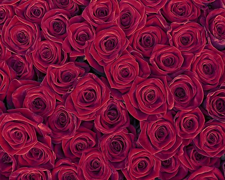 Fototapete "Red Roses" 4,00x2,67 m / Glattvlies Brillant günstig online kaufen