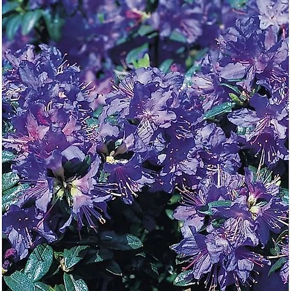 Zwerg Rhododendron Azurwolke 15-20cm - Rhododendron russatum - Zwerg Alpenr günstig online kaufen