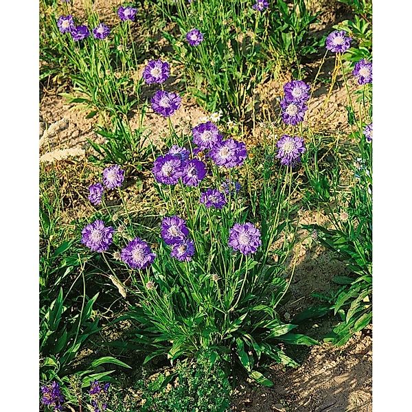 Scabiosa Caucasica Stäfa Kaukasische Skabiose Ca. 9x9 cm Topf günstig online kaufen