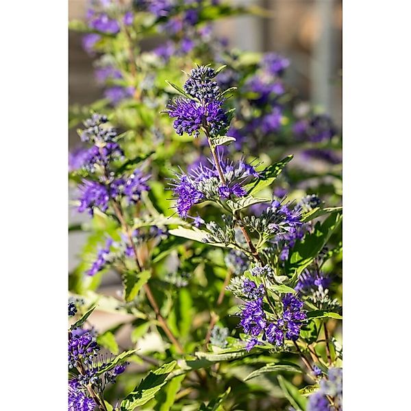 Caryopteris Clandonensis Bartblume First Blue 25-30 cm günstig online kaufen