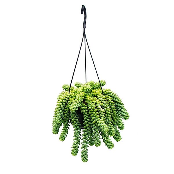 Exotenherz Kaktus Sedum morganianum Burrito Affenschaukel 14cm Ampeltopf günstig online kaufen