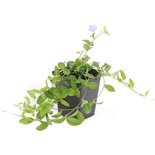 Exotenherz Bodendecker Kleines Immergrün Vinca Minor 9cm Topf Set mit 20 Pf günstig online kaufen