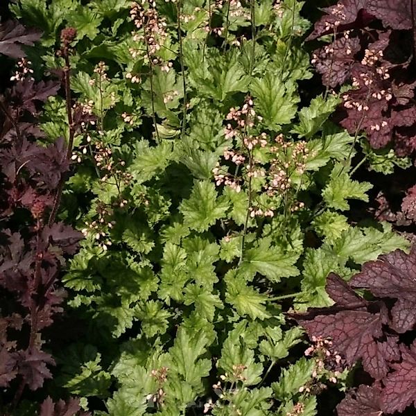 Purpurglöckchen Strawberry Swirl - Heuchera micrantha günstig online kaufen