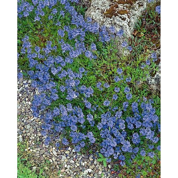 Veronica Repens Teppich-Ehrenpreis Grün Ca. 9x9 cm Topf günstig online kaufen