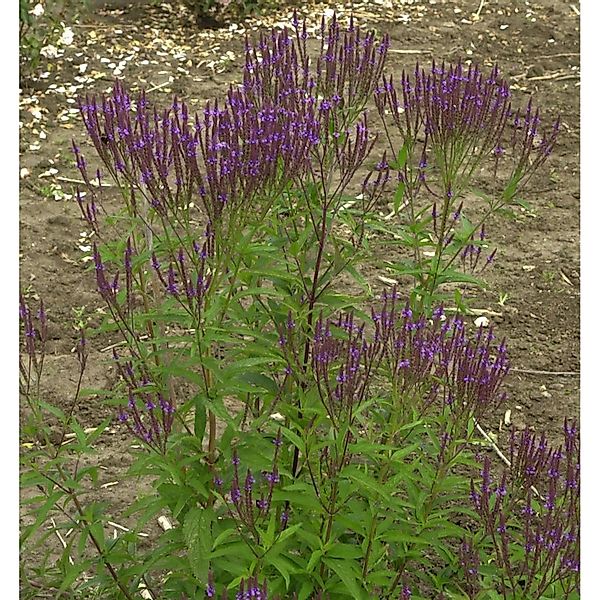 Eisenkraut Blue Spires - Verbena hastata günstig online kaufen