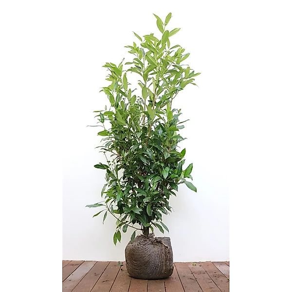 Prunus,aurocerasus 'Herbergii' 100-125 cm günstig online kaufen