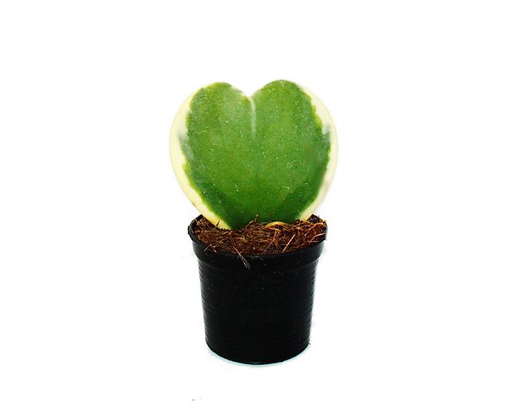 Exotenherz Kaktus Hoya kerii zweifarbige Herzblatt-Pflanze 6cm Topf Sukkule günstig online kaufen