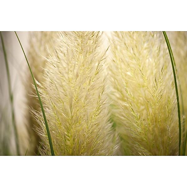 Cortaderia Selloana Senior Pampasgras Silbrig-Weiß 3-5 Liter Container günstig online kaufen