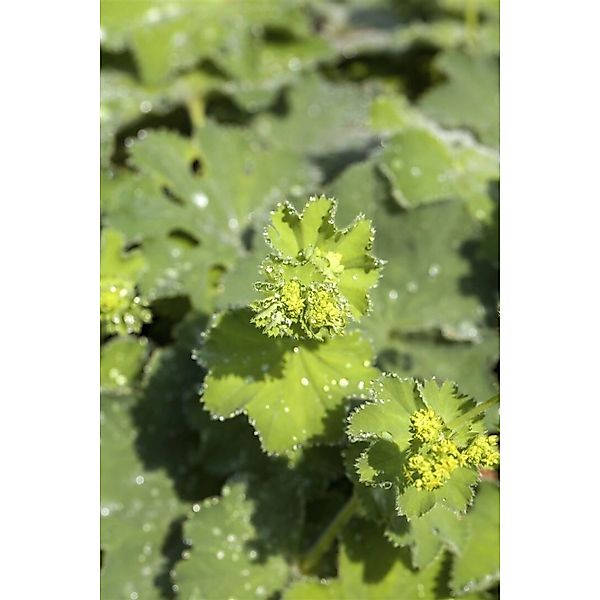 Alchemilla Mollis Thriller Weicher Frauenmantel Ca. 9x9 cm Topf günstig online kaufen
