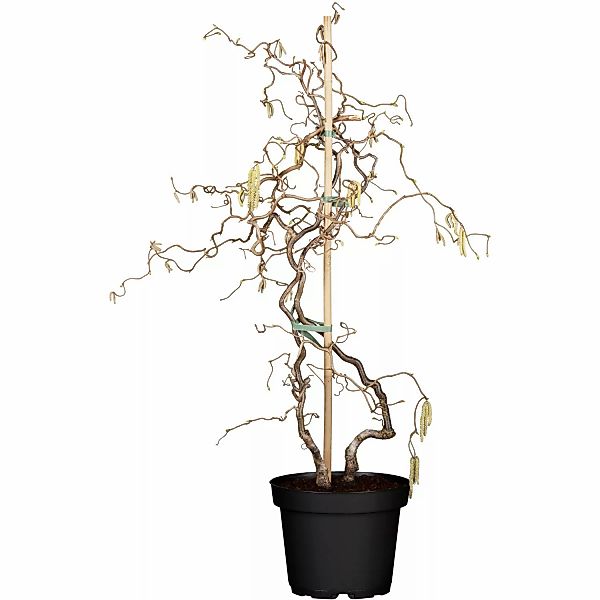 OBI Korkenzieherhasel Contorta Höhe ca. 60 - 80 cm Topf ca. 4 l Corylus günstig online kaufen