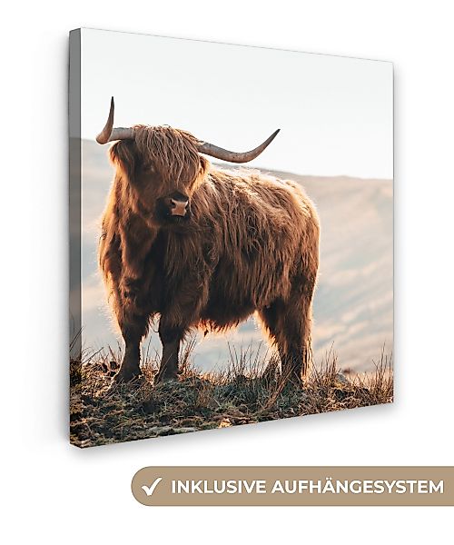 OneMillionCanvasses® Leinwandbild Schottische Highlander - Tiere günstig online kaufen