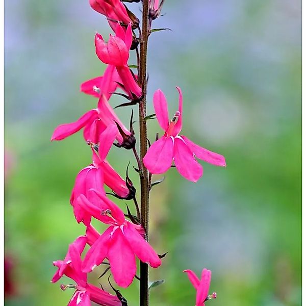 Prachtlobelie Starship Deep Rose - Lobelia speciosa günstig online kaufen