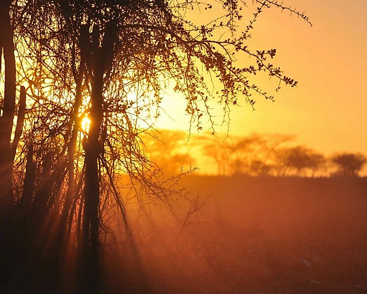 Fototapete "Sunset Africa" 4,00x2,50 m / Glattvlies Brillant günstig online kaufen