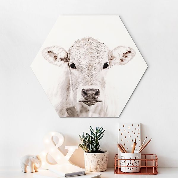 Hexagon-Alu-Dibond Bild Weißes Kalb günstig online kaufen