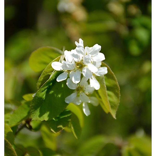 Ähren Felsenbirne 80-100cm - Amelanchier spicata günstig online kaufen