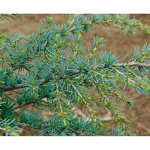 Cedrus Deodara Karl Fuchs Himalaya-Zeder Blaugrün 100–125 cm günstig online kaufen