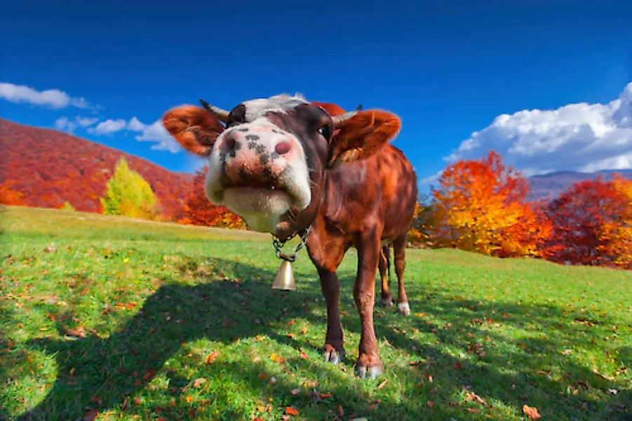 Papermoon Fototapete »Kuh auf Wiese« günstig online kaufen