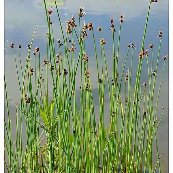 Gewöhnliche Teichsimse - Schoenoplectus,acustris günstig online kaufen