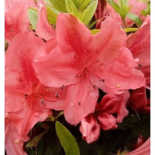 Kriechende Immergrüne Zwerg Azalee Komodo 20-25cm - Rhododendron nakaharai günstig online kaufen