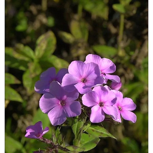Frühsommer Phlox Anja - Phlox arendsii günstig online kaufen