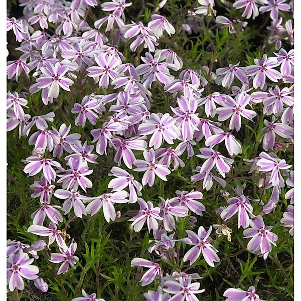 Teppich Phlox Candy Stripes - Phlox subulata günstig online kaufen