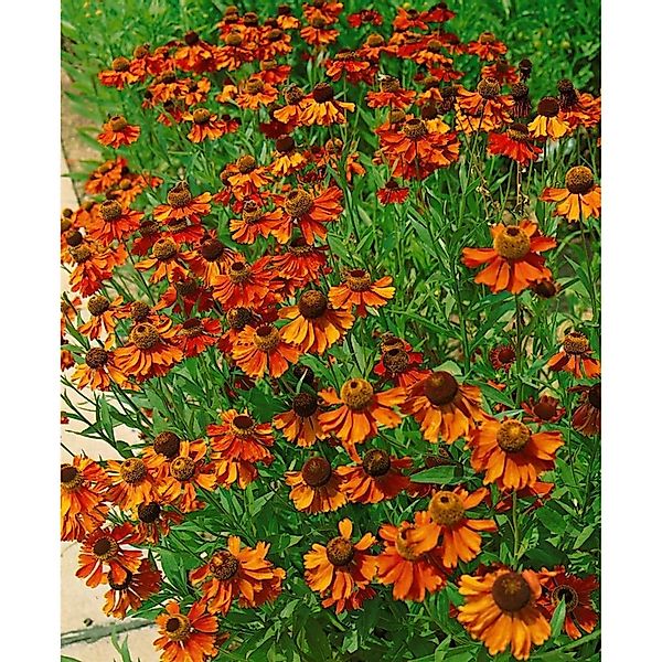 Helenium X Cult. Kanaria Sonnenbraut Ca. 11x11 cm Topf günstig online kaufen