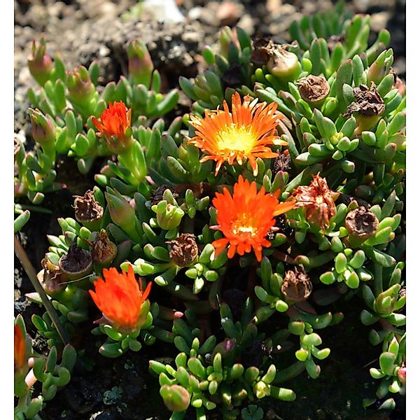 Mittagsblümchen Orange - Delosperma cooperi günstig online kaufen