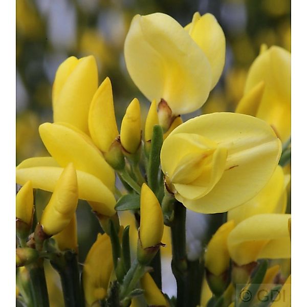 Elfenbein Ginster Allgold 40-60cm - Cytisus praecox günstig online kaufen