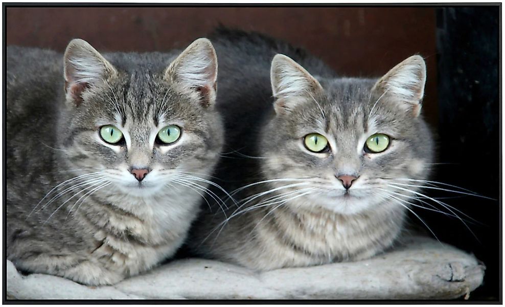 Papermoon Infrarotheizung »Grüne Augen Katzen« günstig online kaufen