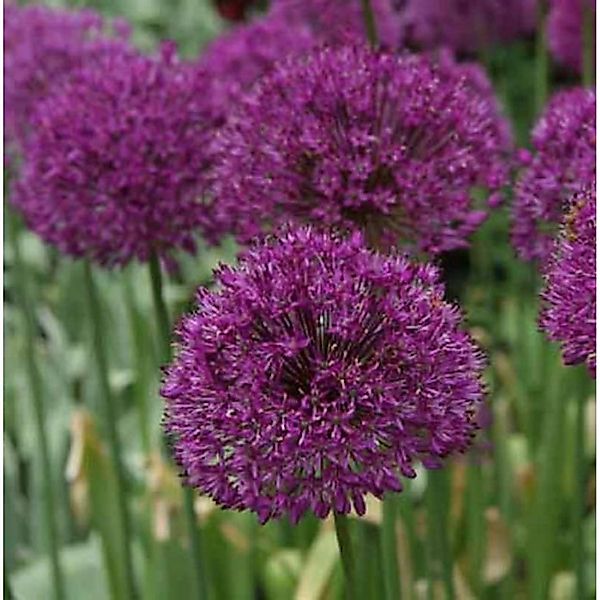 Zierlauch Purple Sensation - Allium aflatunense günstig online kaufen