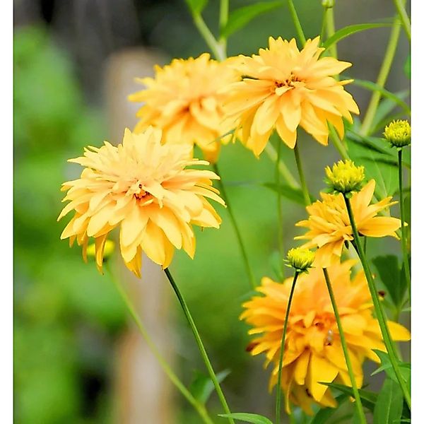 Schlitzblättriger Sonnenhut Goldball - Rudbeckia,aciniata günstig online kaufen