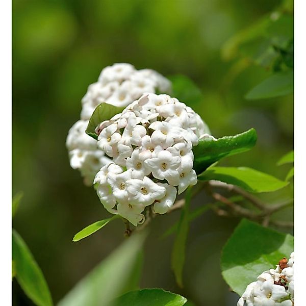 Hochstamm Osterschneeball Anne Russell 100-125cm - Viburnum burkwoodii günstig online kaufen