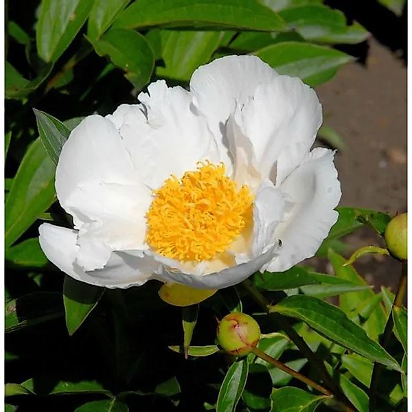 Edelpfingstrose Krinkled White - Paeonia,actiflora günstig online kaufen