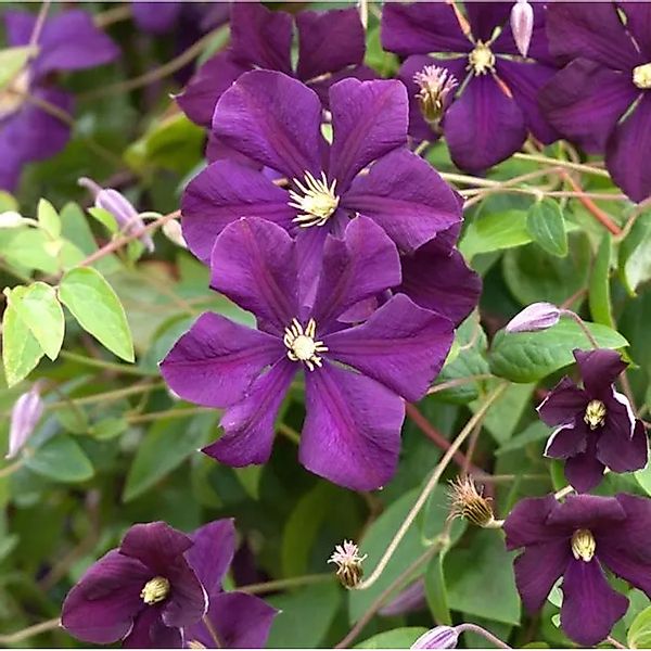 Robuste Waldrebe Rubra 125-150cm - Clematis viticella günstig online kaufen
