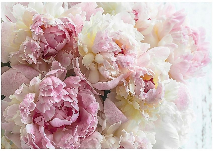 Wallarena Fototapete Blumen Pfingstrosen Rosen Rosa Vlies Tapete Schlafzimm günstig online kaufen