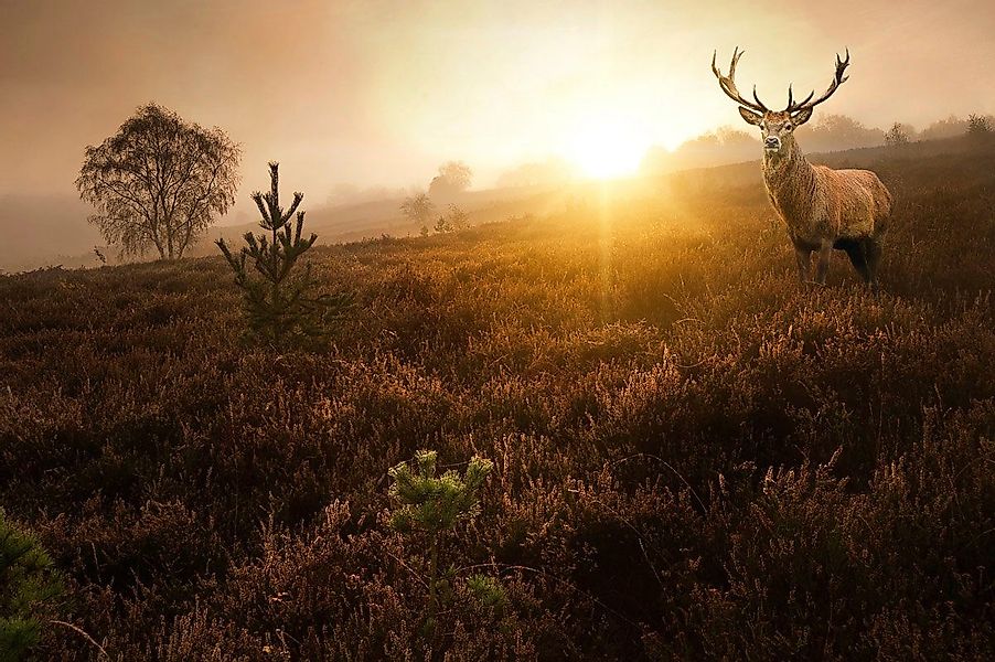 Papermoon Fototapete Hirsch in Landschaft günstig online kaufen